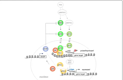 Figure 5 Model for MAPK/MK regulation of PRC1 target genes.of converging P38 and ERK signals at the chromatin level triggers a potential methylphosphoryl switching module and a signaling-dependent disruption ofthe PRC1/chromatin association that permits ge