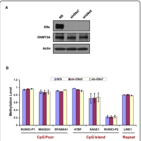 Figure 3 Depletion of G9a does not impair maintenance ofDNA methylation in somatic cells