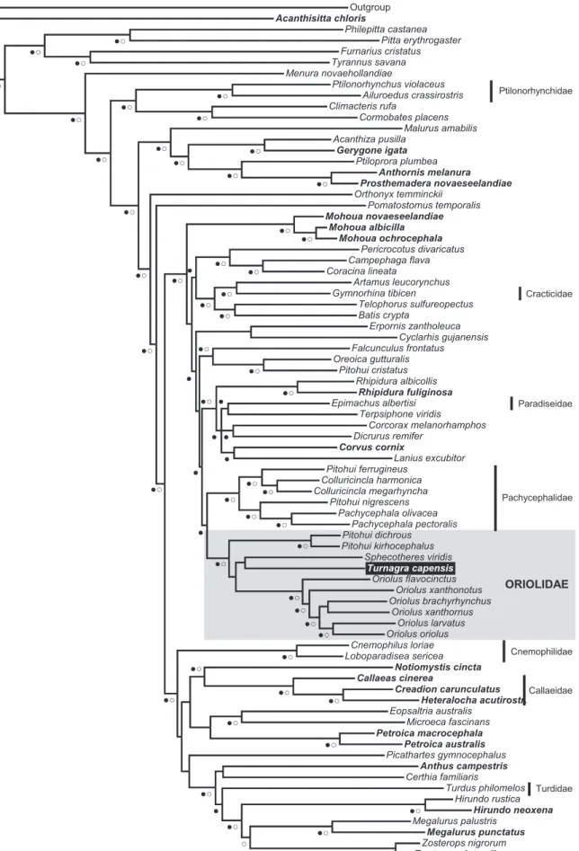 Fig. 1. The majority-rule consensus tree obtained from the mixed-model Bayesian analysis of the concatenated dataset