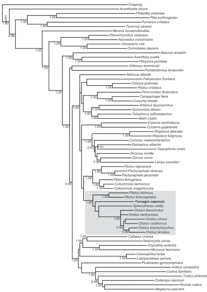Fig. 2. The majority-rule consensus tree obtained from the mixed-model Bayesian analysis of the nuclear dataset