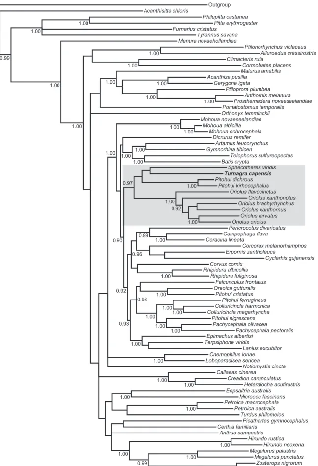Fig. 3. The majority-rule consensus tree obtained from the mixed-model Bayesian analysis of the mitochondrial dataset