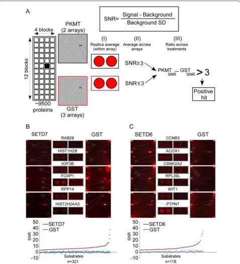 Figure 3 Identification of new protein lysine methyltransferase (PKMT) substrates using the fluorescent detection approachdiagram of the procedure used to define a positive hit
