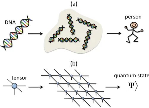 Figure 1: (color online) (a) The DNA is the fundamental building block of a person. In the same way, (b) the tensor is the fundamental building block of a quantum state (here we use a diagrammatic notation for tensors that will be made more precise later o