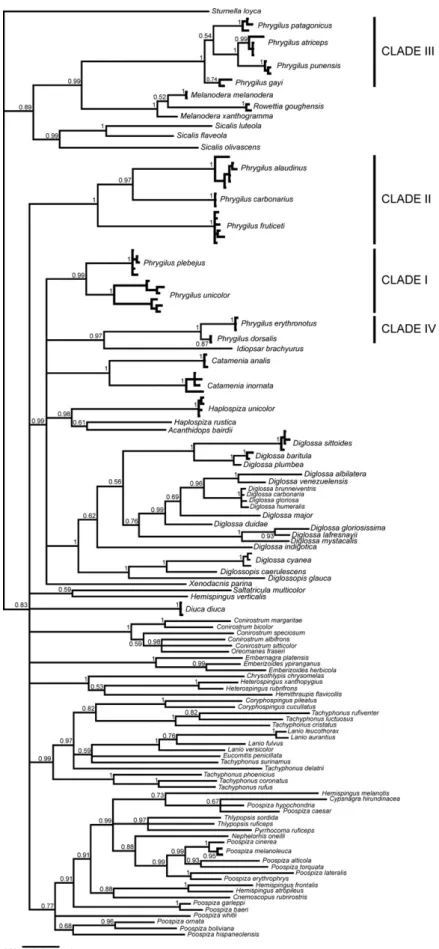 Fig. 2. Bayesian 50% majority rule consensus tree with posterior probabilities indicating node support based on analysis of 922 bp of the Cyt b gene