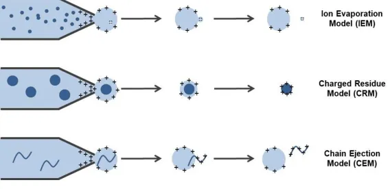 Figure 1.7: Summary of electrospray ionization mechanisms. Schematic of the three main proposed mechanisms of ESI