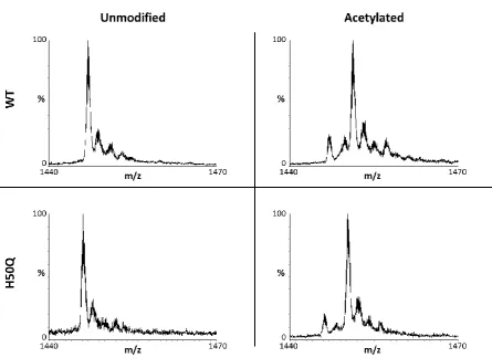 Figure 2.7: ESI-MS spectra of recombinant alpha-synuclein proteins.  Representative spectra of the +10 charge state of unmodified and N-terminally acetylated WT and H50Q mutant alpha-synuclein, acquired in 50 mM ammonium acetate (pH 7) in positive ion mode