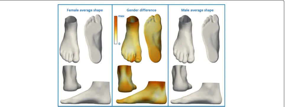 Fig. 7 Visualization of the effect of sex on foot shape. The influence of sex is represented by color-mapped Euclidean distance computed betweenaverage male foot shape and average female foot shape