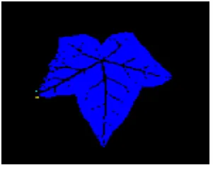 Figure 6 Label leaf veins 