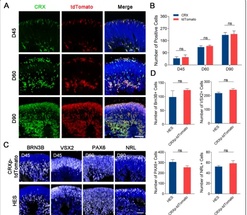 Fig. 2 tdTomato accurately traced photoreceptor precursor cells in 3D retinal organoids.correlation between tdTomato and CRX in D45, D60, and D90 organoids