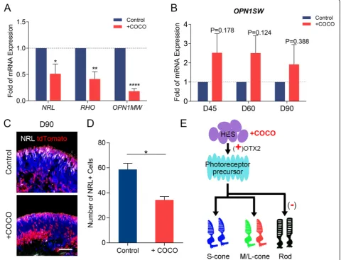 Fig. 5 Effects on photoreceptors at middle developmental stage after COCO supplement. a Percentage mRNA expression of NRL, RHO, andOPN1MW transcripts in D90 organoids analyzed by qPCR in COCO supplement and control