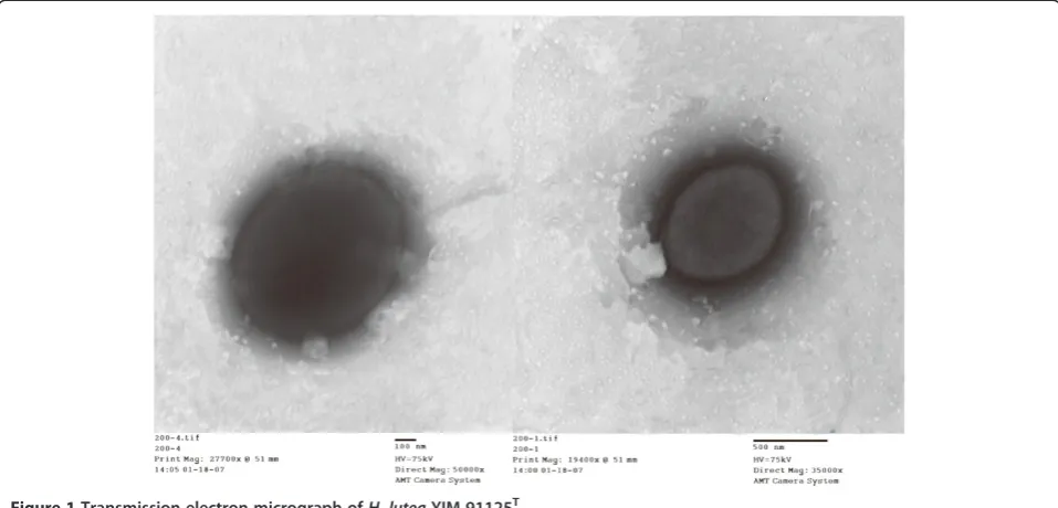 Figure 1 Transmission electron micrograph of H. lutea YIM 91125T.