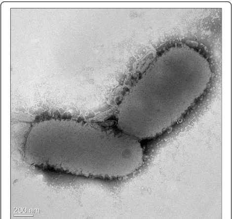 Figure 2 Transmission electron micrograph of Flavobacteriumseoulense EM1321T. Scale bar, 200 nm.