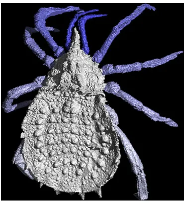 Fig. 1 A computer model of the trigonotarbid arachnidMeasures, UK. Reconstruction from a CT scan conducted at theNatural History Museum, London, UK