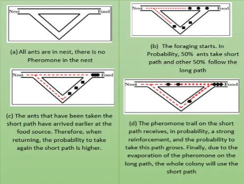 Figure 9: Behaviour of real ants [4]  