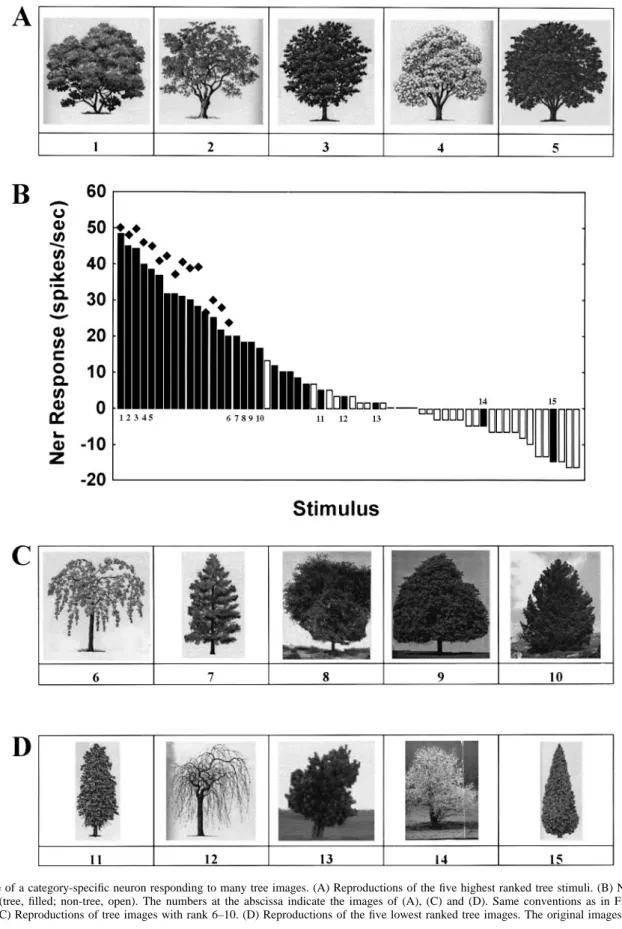 Figure 7 illustrates the responses of another strongly stimulus- stimulus-selective neuron