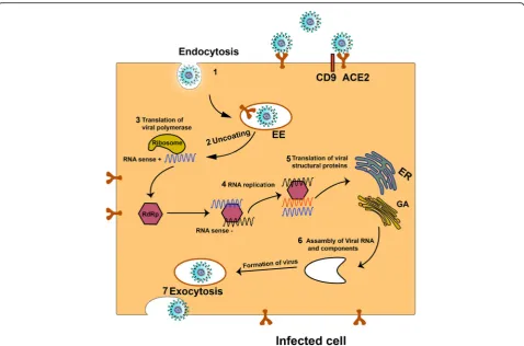 Fig. 1 The SARS-CoV-2 entry and life cycle in human lung cells. The S proteins of SARS-CoV-2 bind to the angiotensin-converting enzyme 2(ACE2) located on the cellular membrane and enters the target cells through an endosomal pathway (1)