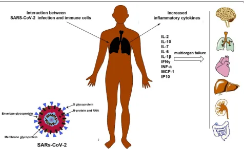 Fig. 2 Pathogenesis of SARS-CoV-2 virus. During SARS-CoV-2 infection, immune cells produce several pro-inflammatory cytokines