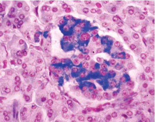 Figure  2.  An  example  of  a  “special  stain”,  using  Victoria  blue  in  a  protocol  specific  for  pancreatic islet Beta cells.