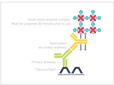 Figure 6.2 Avidin-Biotin Complex (ABC) method.