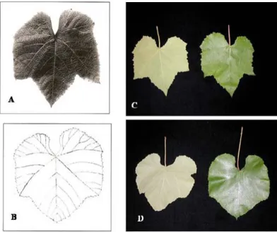 Fig. 1. Morphological descriptor: Fully expanded leaf (mature leaf): A) and B) Vitis aestivalis by Galet, 1998; C) Cynthiana; D) Southern aestivalis.