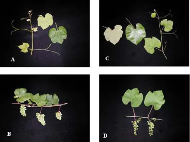 Fig. 2. Morphological Descriptor: Young Shoot and Fruiting Branch: A) and B) Cynthiana; C) and D) Southern aestivalis.