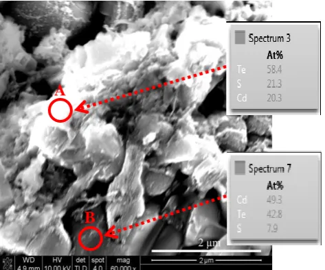 Figure 3: SEM micrograph of glass/FTO/ pH1 and the EDX point micrographs on different parts of the CdTe layer; at points A (Te-