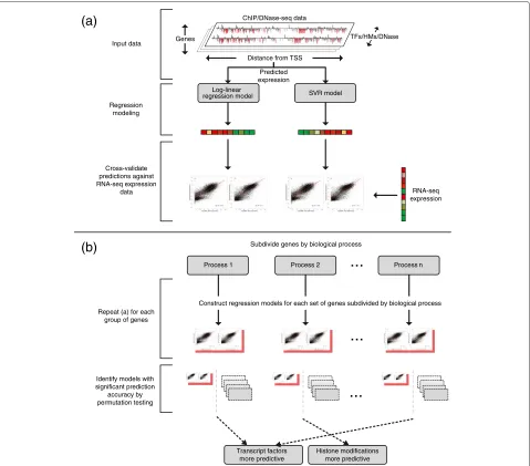 Figure 4 Flowchart illustrating the experimental pipeline presented in this study.models of mRNA transcript abundance for a set of genes