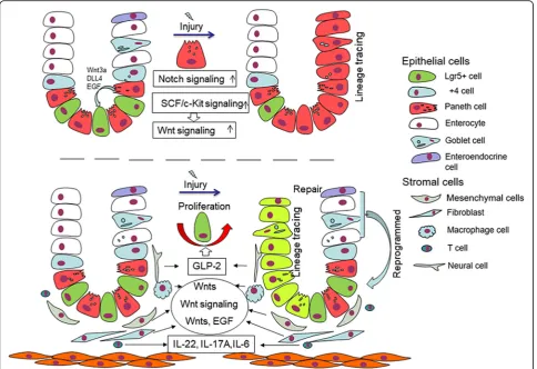 Fig. 1 PCs located in crypt provide support to stem cells by secreting EGF, Wnt3a and DLL4