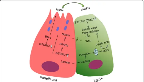 Fig. 2 Schematic of the model for PC-mediated stem cell function. PCs augment stem cell function response to calorie restriction by reducingmTOR and supplying respiratory substrates as by-product of lactate