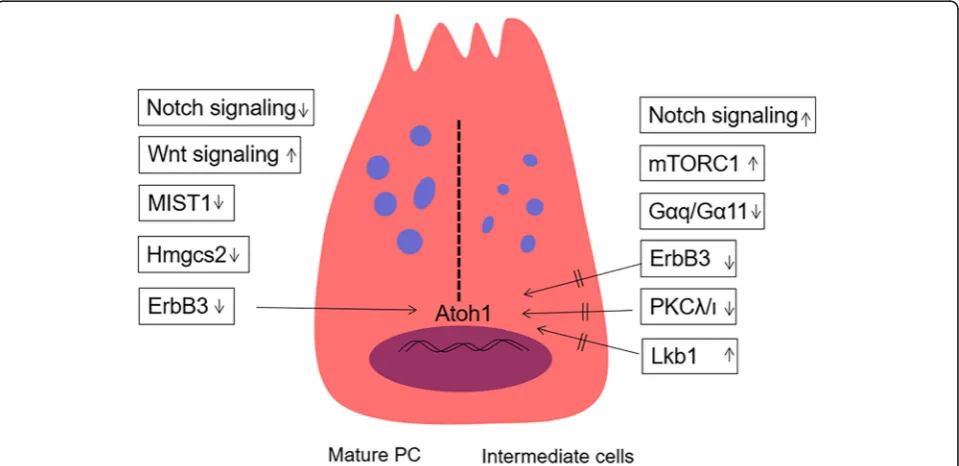 Fig. 3 Schematic of the model for PC regulation. Wnt signalling upregulates and downregulates Notch signalling, ErbB3, MIST1and Hmgcs2 canpromote PC maturation