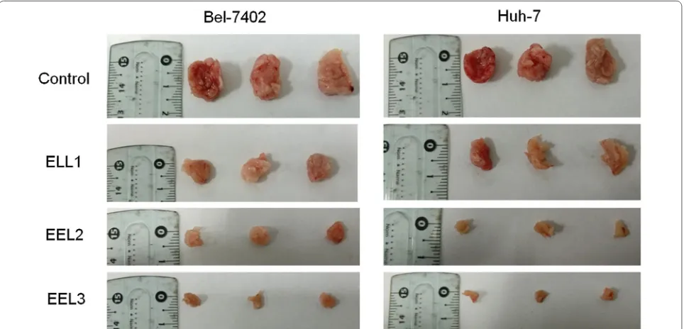 Fig. 8 The effect of EEL treatment on tumor growth of HCC in vivo. EEL reduced the tumor diameter of HCC