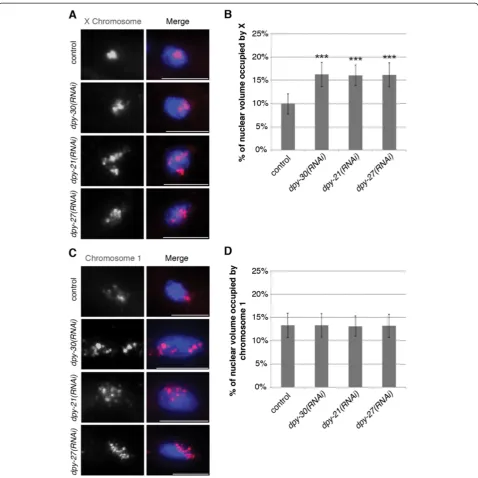 Figure 3 The decondensed X chromatin structure in DCC-depleted worms is a result of defective compaction