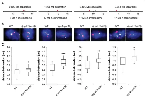 Figure 4 X chromatin compaction is evident at all genomic distances examined. (A) FISH probe pairs across the X chromosome