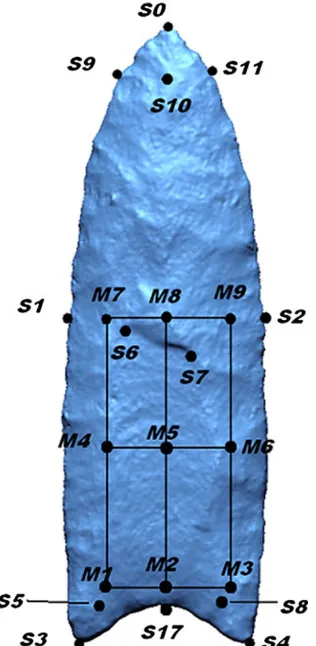 Fig. 1 Landmark configuration for functional and technologicalanalysis of North American Paleoindian points