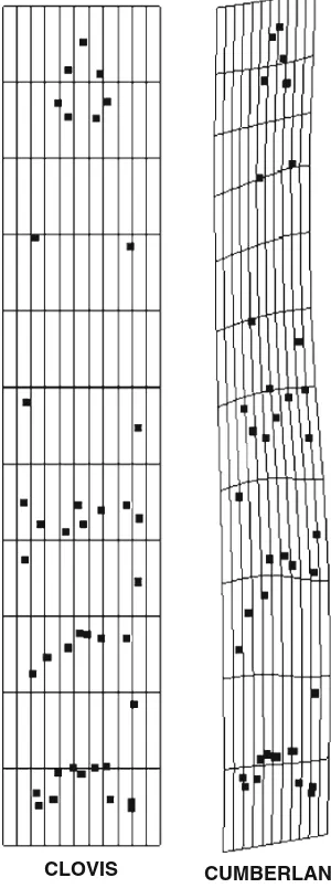 Fig. 2 Thin-plate splines (tps) of Clovis and Cumberland points,showing degree and pattern of deformation accumulated betweentypes