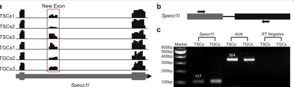 Fig. 5 Experimental validation of novel exon identified inof actin (Primer design strategy used for the amplification of novel exon