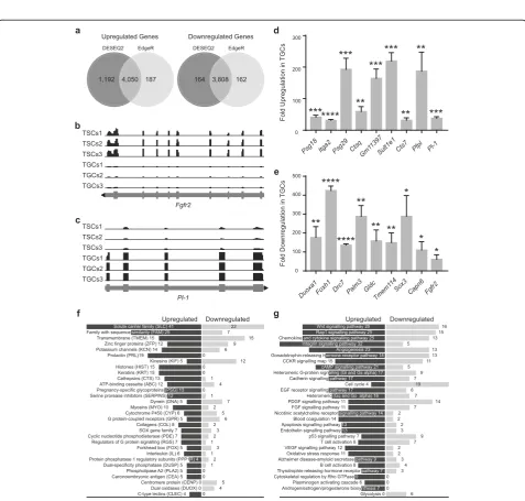 Fig. 1 Differentiation and characterization of mouse trophoblast cells.Fgfr2in differentiated TGCs