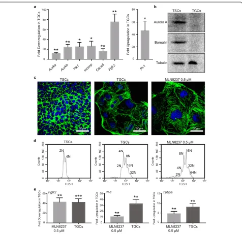 Fig. 3 Analysis of downregulated CPC complex genes in TSCs and TGCs.TGCs differentiated for 4 days.TGCs for actin and nucleus