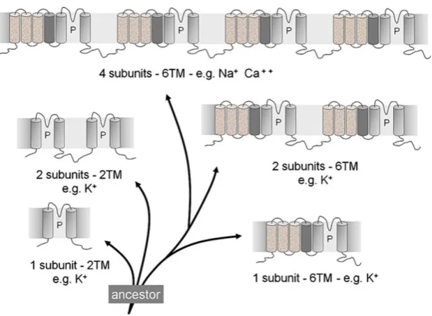 Fig. 2 Simplified pattern of ionchannel evolution. Ancestral2TM-like proteins probablygave origin to the complexfamilies of ion channels knowntoday