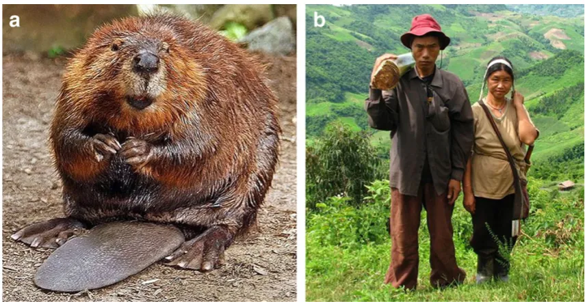 Fig. 1 a) North American Beaver (C. canadensis) (this file islicensed under the Attribution-Share Alike 2.0 Generic license.Source: http://upload.wikimedia.org/wikipedia/commons/6/6b/American_Beaver.jpg)