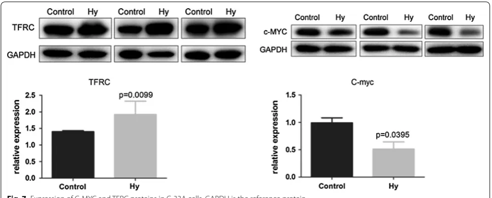 Fig. 7 Expression of C-MYC and TFRC proteins in C-33A cells. GAPDH is the reference protein