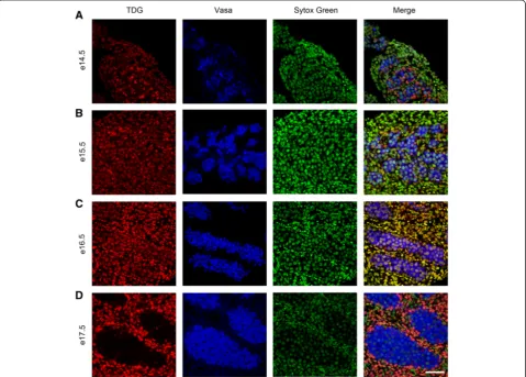 Table 1 Detection of 5mC, 5hmC, 5fC, 5caC and TDGduring mid to late gestation (e14.5–e21.5) in fetal ratgerm cells