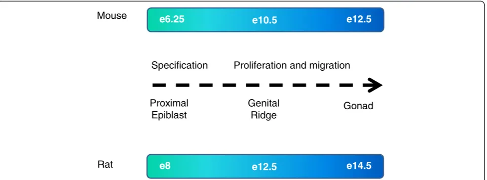 Figure 1 Schematic diagram indicating timing of germ cell specification and migration in mouse and likely timings in the rat