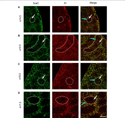 Figure 7 Immunofluorescence showing localisation of 5caC between e14.5 and e17.5. One seminiferous cord is shown outlined in eachimage; germ cells are indicated by white arrows and somatic cells within the seminiferous cord are indicated by blue arrows