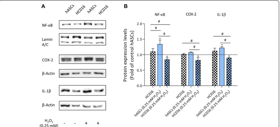 Fig. 3 Cell preconditioning reduces the expression of proinflammatory proteins. a Expression of NF-κB, COX-2, and IL-1β