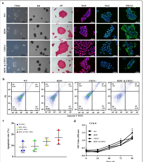 Fig. 2 Biological characteristics of knockout iPSCs. a WT-iPSCs, B2M−/−-iPSCs, CIITA−/−-iPSCs, and B2M−/− and CIITA−/−-iPSCs had normal clonemorphology, were capable of forming embryonic body, had alkaline phosphatase activity, and were positive for Oct3/4