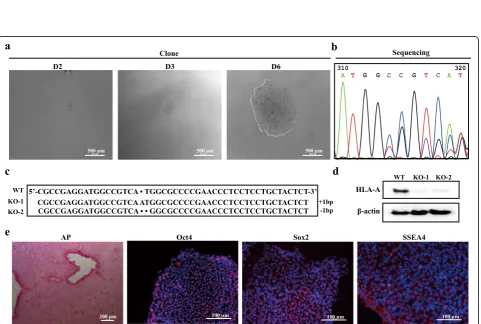 Fig. 3 Expression of alleles of major histocompatibility complex I and II in different iPSC-embryonic bodies