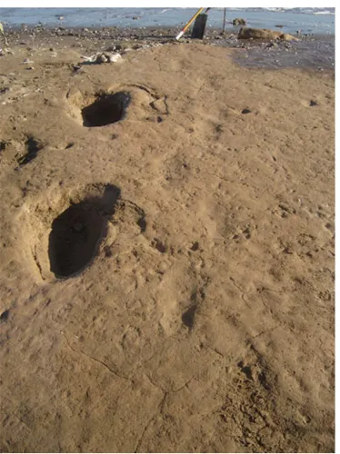 Fig. 7 Pehuen Co Palaeoichnological Site:trackway; a a layer with a Megatherium b Macrauchenia and guanaco footprints