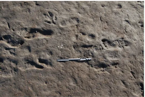 Fig. 10 Human footprints at Monte Hermoso 1 site