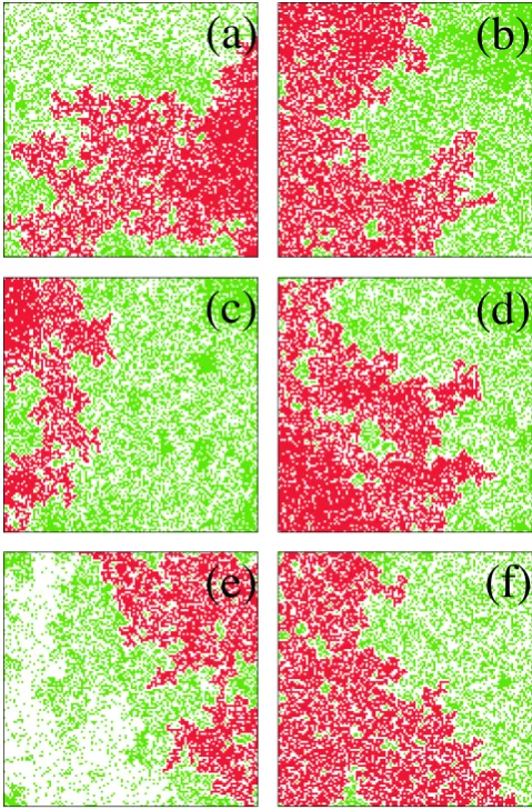 Fig. 2. Evolution of the model between two grid-spanning ﬁres. (a)The initial spanning ﬁre is illustrated; (b) Distribution of unburnedtrees just after the ﬁre; (c) Distribution of trees ≈ 25% of the timeuntil the next spanning ﬁre; (d) Distribution of trees ≈ 50% of thetime until the next ﬁre; (e) Distribution of trees ≈ 75% of the timeuntil the next ﬁre; and (f) The next spanning ﬁre is illustrated.